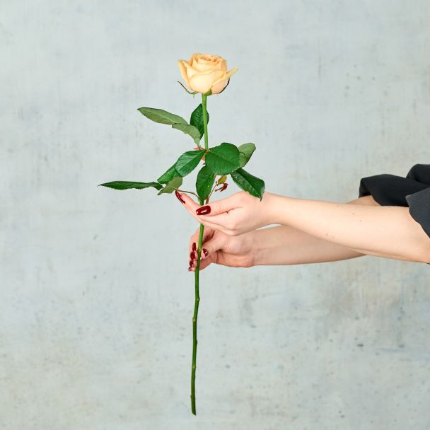 Роза "Россия"